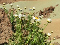 Argyranthemum tenerifae Tenerife 2.jpg