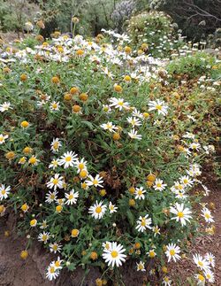 Argyranthemum coronopifolium kz1.JPG