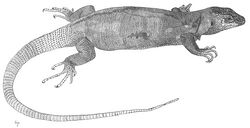 Gallotia simonyi-female.norarte.jpg
