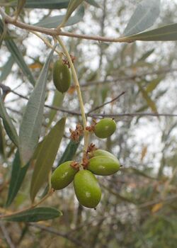 Olea cerasiformis kz01.jpg