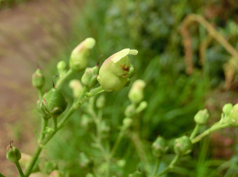 Archivo:Scrophularia smithii Tenerife 2.jpg