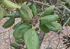 Rhamnus glandulosa kz04.jpg