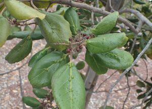 Rhamnus glandulosa kz04.jpg