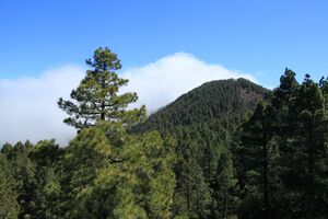 La Palma - El Paso - Cumbre Nueva+Foehn (Llano del Jable) 01 ies.jpg