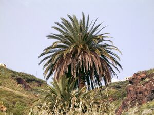 Phoenix canariensis (Puntallana) 02.jpg