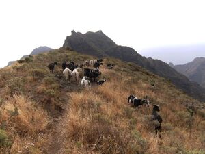 Rebaño de cabras en Tenerife.jpg