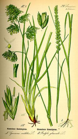 Illustration Dactylis glomerata0.jpg