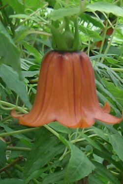 05-131 Glockenblume Canania Canariensis.jpg
