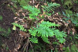 Img 2145-polypodium-a-10-general.jpg