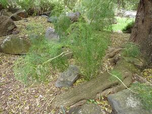 Olea cerasiformis.jpg