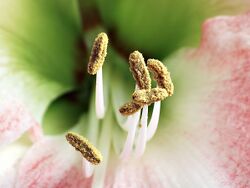 Amaryllis stamens aka.jpg