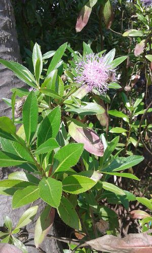 Cheirolophus anagensis hojasjpg.jpeg