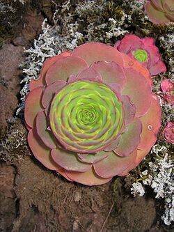 Greenovia aurea leafs.jpg