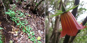 Canarina.canariensis.bosque.anaga.JPG