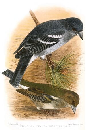 Fringilla teydea polatzeki by Gronvold.jpg