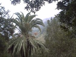 Garajonay087.JPG