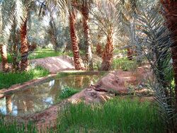 Oasis Timimoun.jpg