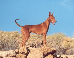 Podenco Canario 2.jpg