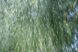 Asparagus plocamoides (3).JPG