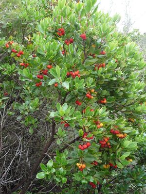 Arbutus unedo Corsica.jpg