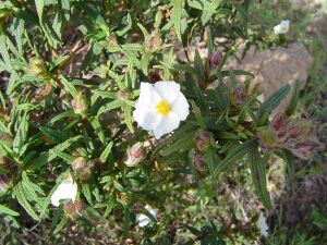 Cistus monspeliensis 2.JPG