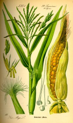 Illustration Zea mays0.jpg