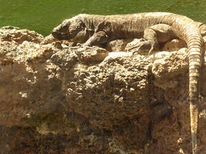 Lagarto Gigante de El Hierro, Canarias, España.JPG