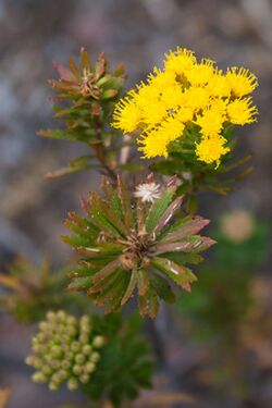 Allagopappus canariensis.jpg