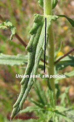 Sésil.jpg