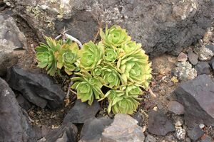 Tinajo - Montaña Colorada - Aeonium lancerottense 01 ies.jpg