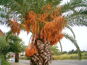 Phoenix canariensis (Barlovento) 02.jpg