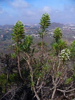 Echium decaisnei 01.JPG