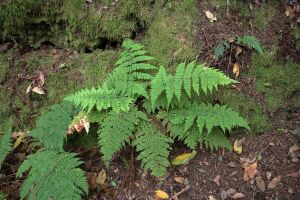 Img 6420-dryopteris-guanchica-fiel-a-10.jpg