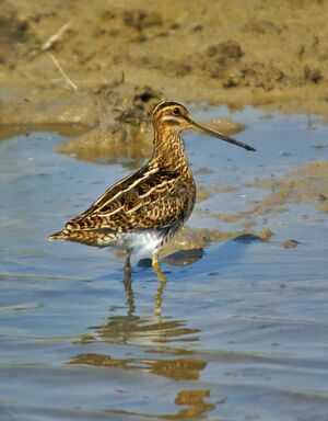 Gallinago gallinago Viladecans 1.jpg