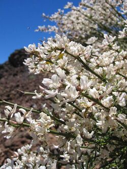 Spartocytisus supranubius.jpg