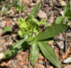 Ophrys bombyliflora2.jpg