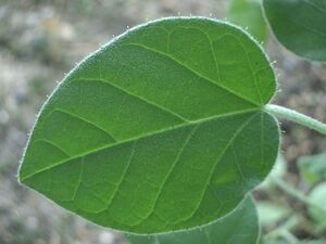 Croton ciliatoglandulifer-leaf.jpg