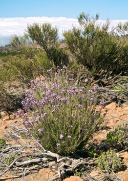 Erysimum bicolor LC0220.jpg