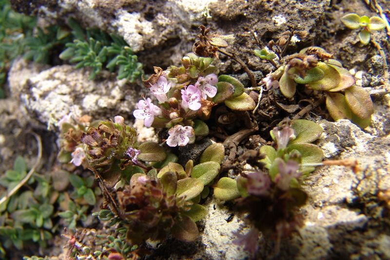 Archivo:Lanzarote26-038-descripcion-tahoce-tajose-thymus-origaonoides.jpg