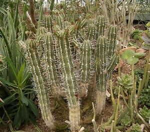 Euphorbia handiensis 02 ies.jpg