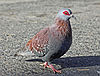Speckled Pigeon RWD1.jpg