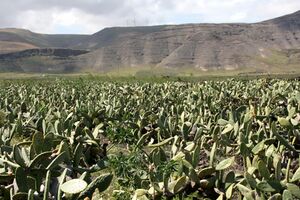 Teguise Guatiza - Avenida Garafia - Cochenille-PPT 02 ies.jpg