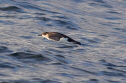 Little shearwater (Puffinus assimilis).jpg