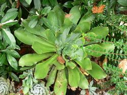 Aeonium Cuneatum 5.jpg