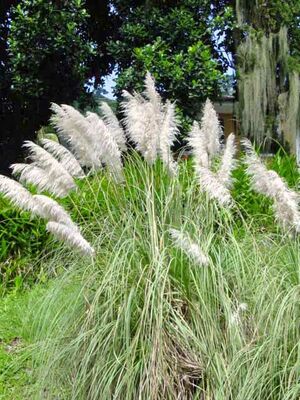 Cortaderia1.jpg