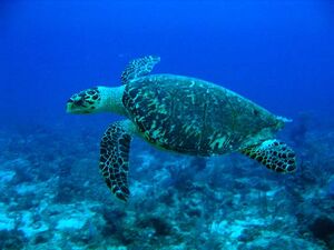 Hawksbill Turtle.jpg