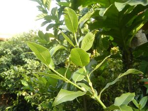 313Aven's Nature Farm 06.jpg