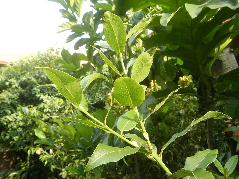 Archivo:313Aven's Nature Farm 06.jpg