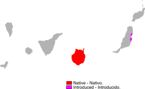 Gallotia stehlini range Map.png