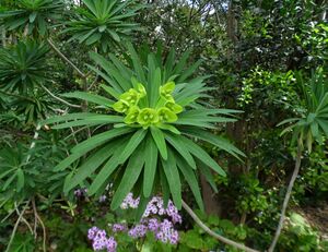Euphorbia bourgeana kz1.JPG